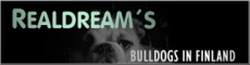 Realdream's, English bulldog breeder in Finland ou Finlande